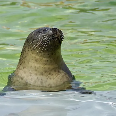 In Prázdninový dům