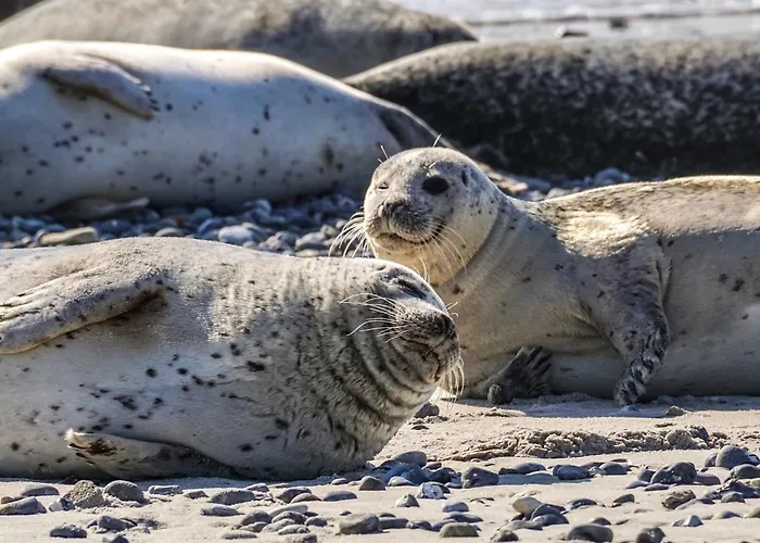 In * De Cocksdorp (Texel)